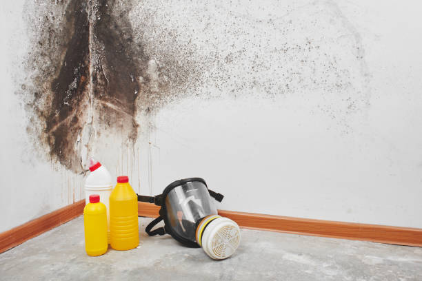 Best Toxic Mold Removal  in Healdton, OK