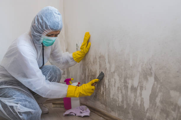 Certified Mold Removal in Healdton, OK