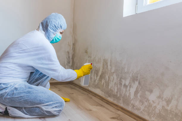 Best Commercial Mold Removal  in Healdton, OK