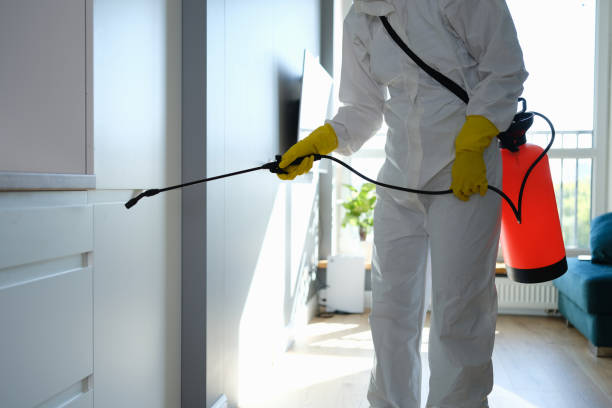 Best Same-Day Mold Removal  in Healdton, OK