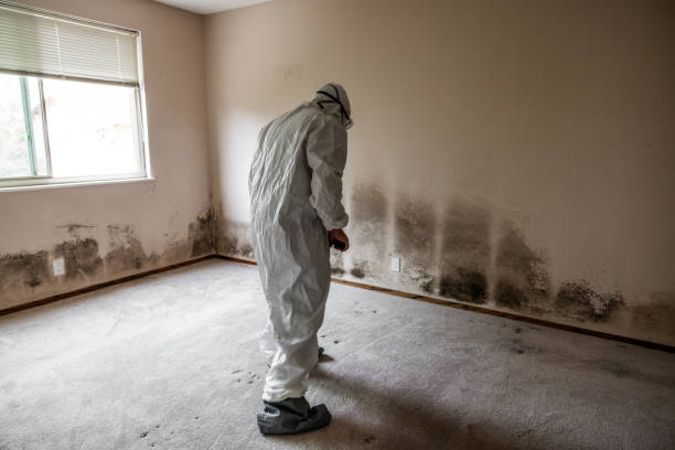 Best Professional Mold Removal  in Healdton, OK