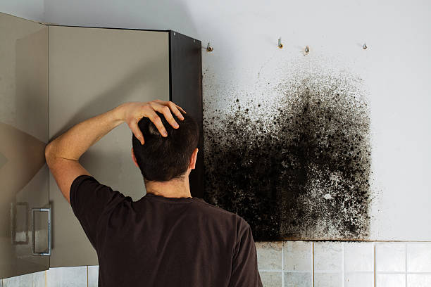 Best Emergency Mold Removal  in Healdton, OK