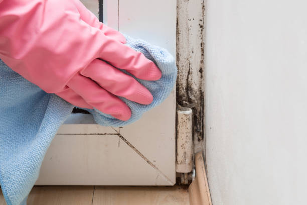 Best Mold Damage Repair  in Healdton, OK